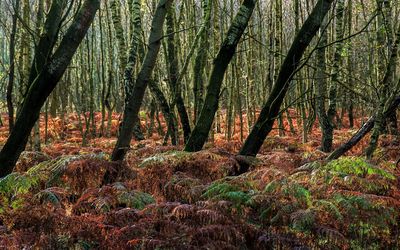 Moorlandschaft im Herbst Die Moorlandschaft und der Farn an einem Herbsttag