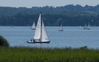 Segelboote Steinhuder Meer Weiße Segel auf dem Steinhuder Meer an einem Sommertag