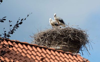 Storchennest Rehburg Ein Storch sitzt in seinem Nest auf einem Dach in Rehburg.