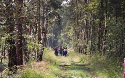 Moorführung Sommer Eine Gruppe erkundet das Moor an einen Sommertag