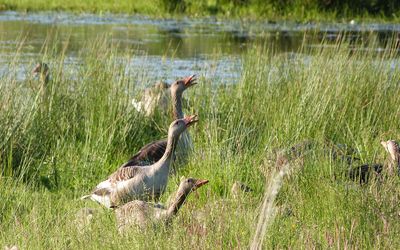 Drei Graugänse im Meerbruch Drei Graugänse im Meerbruch schnattern aufgeregt vor sich hin
