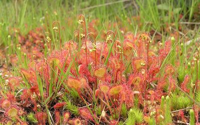 Sonnentau Der Sonnentau ist eine fleischfressende Pflanze welche in den Moorgebieten am Steinhuder Meer vorkommt