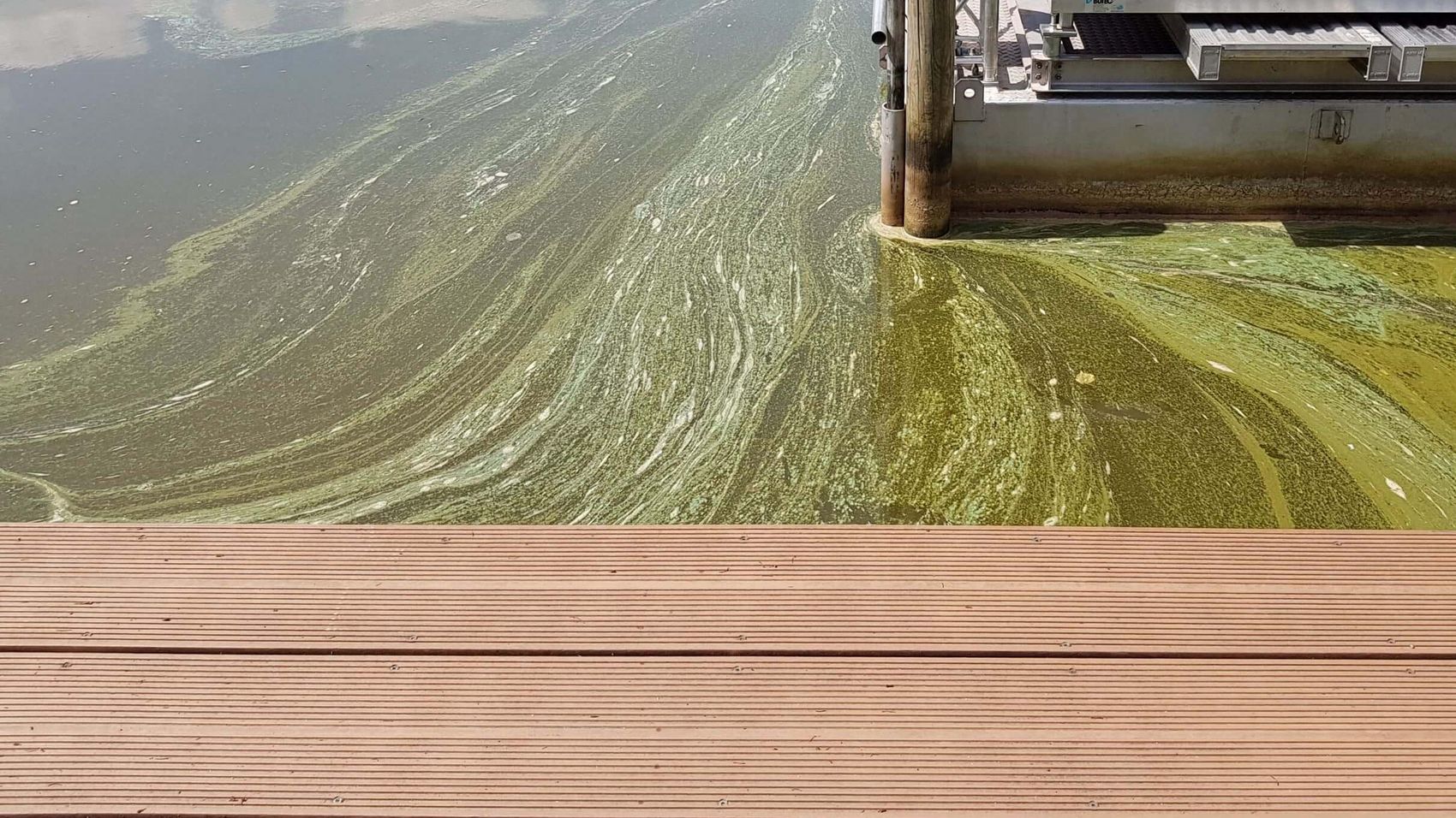 Ansammlung von Blaualgen Eine Ansammlung von Blaualgen auf der Wasseroberfläche im Hafen