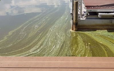 Ansammlung von Blaualgen Eine Ansammlung von Blaualgen auf der Wasseroberfläche im Hafen
