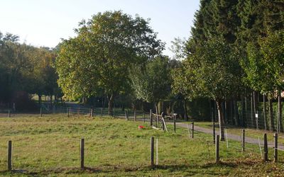 Radweg zur Touristinfo Mardorf Zwischen Wiesen und Pferdekoppeln führt der Radweg zur Touristinfo in Mardorf