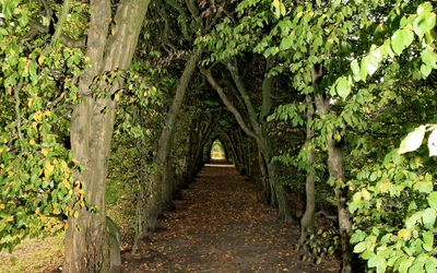 Die Hainbuchenallee in Neustadt am Rübenberge