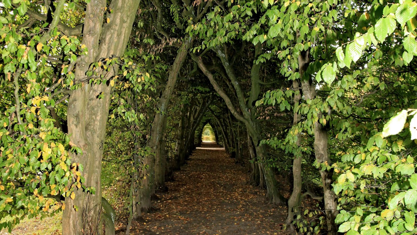Die Hainbuchenallee in Neustadt Die Hainbuchenallee in Neustadt am Rübenberge