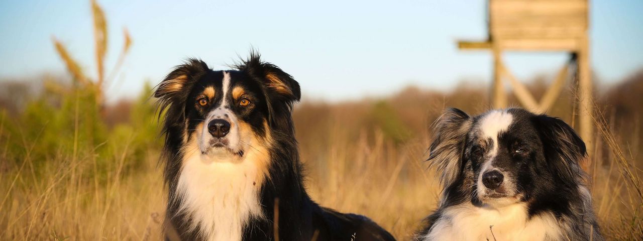 Zwei Hunde im Feld Zwei Hunde liegen im Feld vor einem Hochsitz