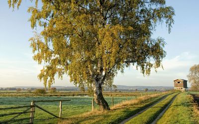 Radweg im Meerbruch Der Radweg zieht sich durch den Meerbruch an einem stattlichen Baum vorbei.