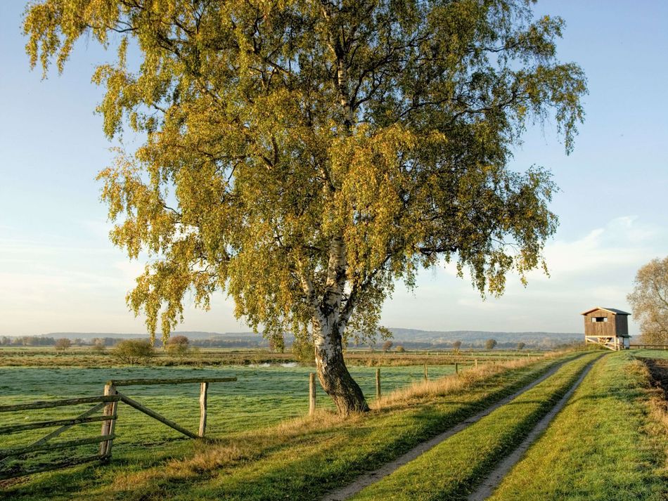 Radweg im Meerbruch Der Radweg zieht sich durch den Meerbruch an einem stattlichen Baum vorbei.