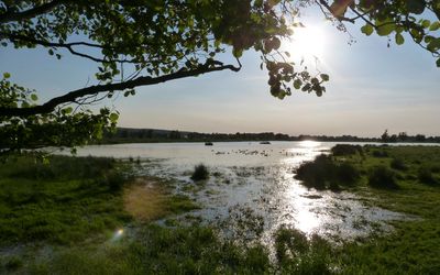 Meerbruch bei Winzlar Unter einem Baum hervor geht der Blick über Wiesen und Wasserflächen, die Sonne steht schon recht tief