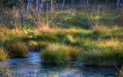 Moorlandschaft und Gräser Steinhuder Meer Eine Moorlandschaft mit verschiedenen Gräsern am Steinhuder Meer