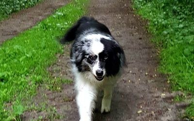 Hund läuft im Wald Ein Hund bei einem Spaziergang im Wald