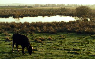 Wasserbüffel im Meerbruch Ein Wasserbüffel auf einer Wiese im Meerbruch