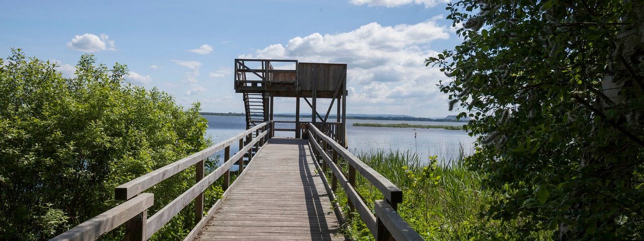 Aussichtsturm an der Moorhütte Der Blick geht über einen Steg zum Aussichtsturm an der Moorhütte in Mardorf