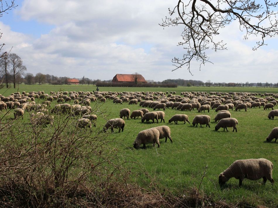 Schafherde in Mariensee Auf einer Wiese in Mariensee befindet sich eine Herde Schafe