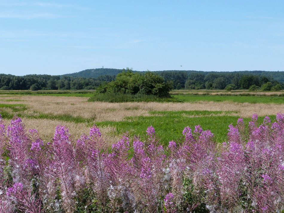 Sommer im Meerbruch Sommer im Meerbruch, über rosa Blüten geht der Blick über Wiesen und Felder zu den grünen Rehburger Bergen