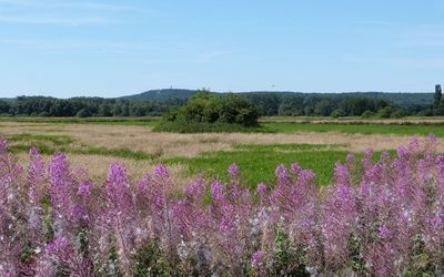 Sommer im Meerbruch Sommer im Meerbruch, über rosa Blüten geht der Blick über Wiesen und Felder zu den grünen Rehburger Bergen