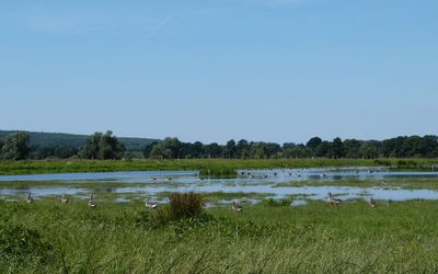 Blänken im Meerbruch Der Meerbruch bei Winzlar mit vielen kleinen Seen, den sogenannten Blänken und vielen großen und kleinen Wasservögeln