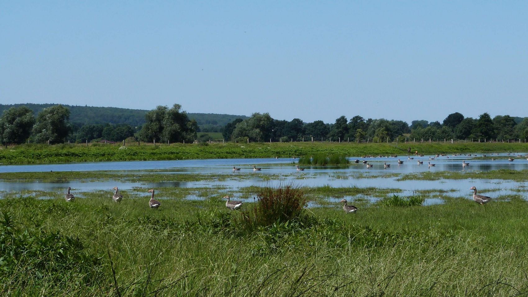 Blänken im Meerbruch Der Meerbruch bei Winzlar mit vielen kleinen Seen, den sogenannten Blänken und vielen großen und kleinen Wasservögeln