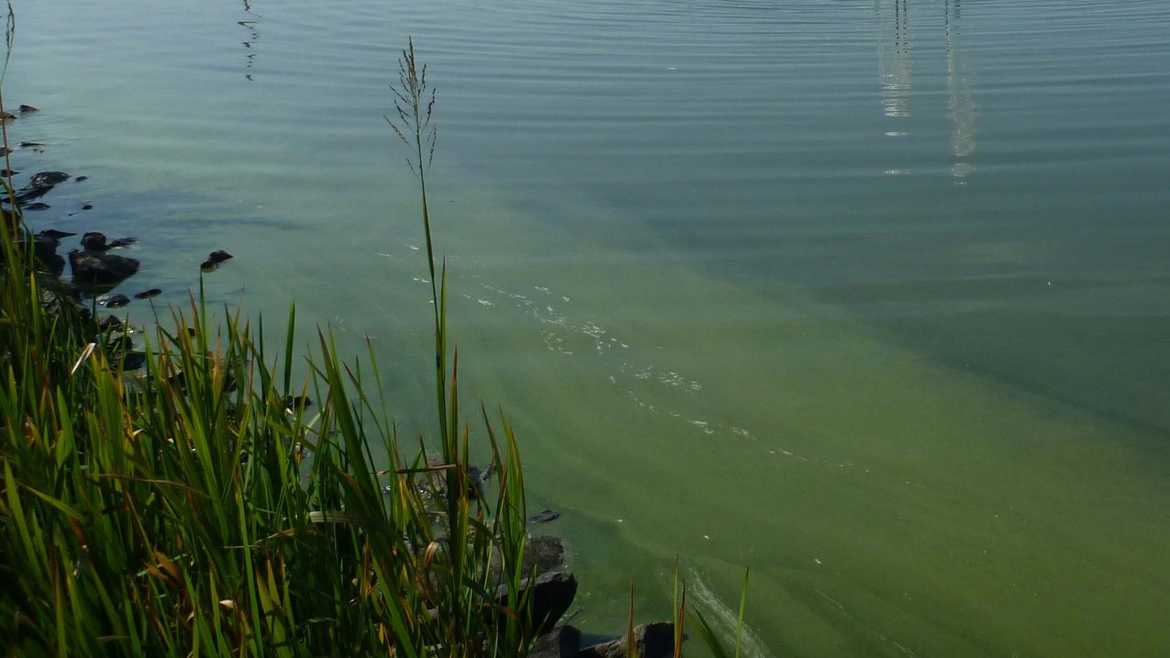Blaualgen Schlieren von Blaualgen im Wasser des Steinhuder Meers