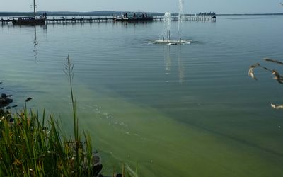 Blaualgen Schlieren von Blaualgen im Wasser des Steinhuder Meers