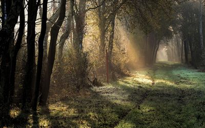 Herbstmorgen im Moor Ein Herbstmorgen wirft auf einen Weg im Moor ein strahlendes Licht