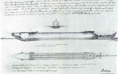 Zeichnung gesamt Steinhuder Hecht Historische Zeichnung des gesamten Steinhuder Hechts
