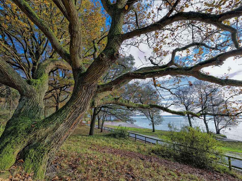 Grosser Baum Eine grosse Eiche am Nordufer des Steinhuder Meers