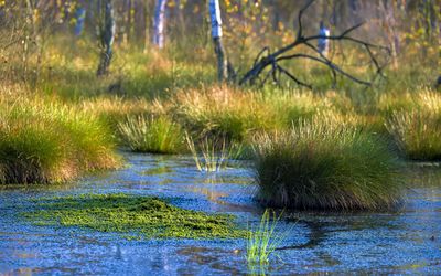 Moorlandschaft Steinhuder Meer Eine Moorlandschaft mit schwimmenden Wiesem am Steinhuder Meer