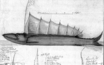 Zeichnung Steinhuder Hecht historisch Eine historische Zeichnung des Steinhuder Hechts
