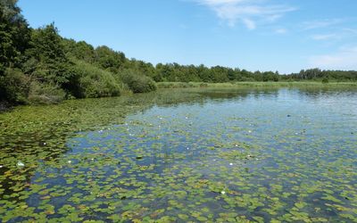 Seerosen Steinhuder Meer Vor dem Naturschutzgebiet im Ostenmeer, schwimmen viele Seerosen auf der Wasseroberfläche