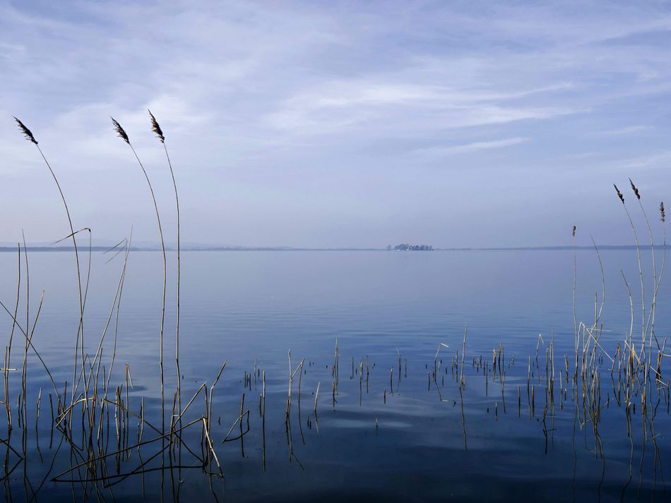 Schilft ragt aus dem Steinhuder Meer Einige Schilfpflanzen ragen aus dem Steinhuder Meer