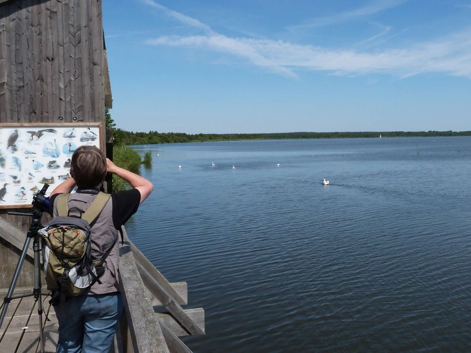 Aussichtsturm Westenmeer Winzlar Eine Ornitologin schaut durch ein Fernglas vom Aussichtsturm im Westenmeer bei Winzlar einer Gruppe Schwäne auf der Wasserfläche zu