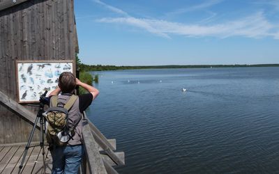 Aussichtsturm Westenmeer Winzlar Eine Ornitologin schaut durch ein Fernglas vom Aussichtsturm im Westenmeer bei Winzlar einer Gruppe Schwäne auf der Wasserfläche zu