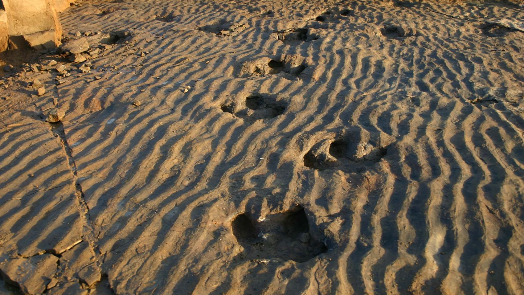 Dino Spuren Münchehagen Tiefe Dinospuren im Dinopark Münchehagen.