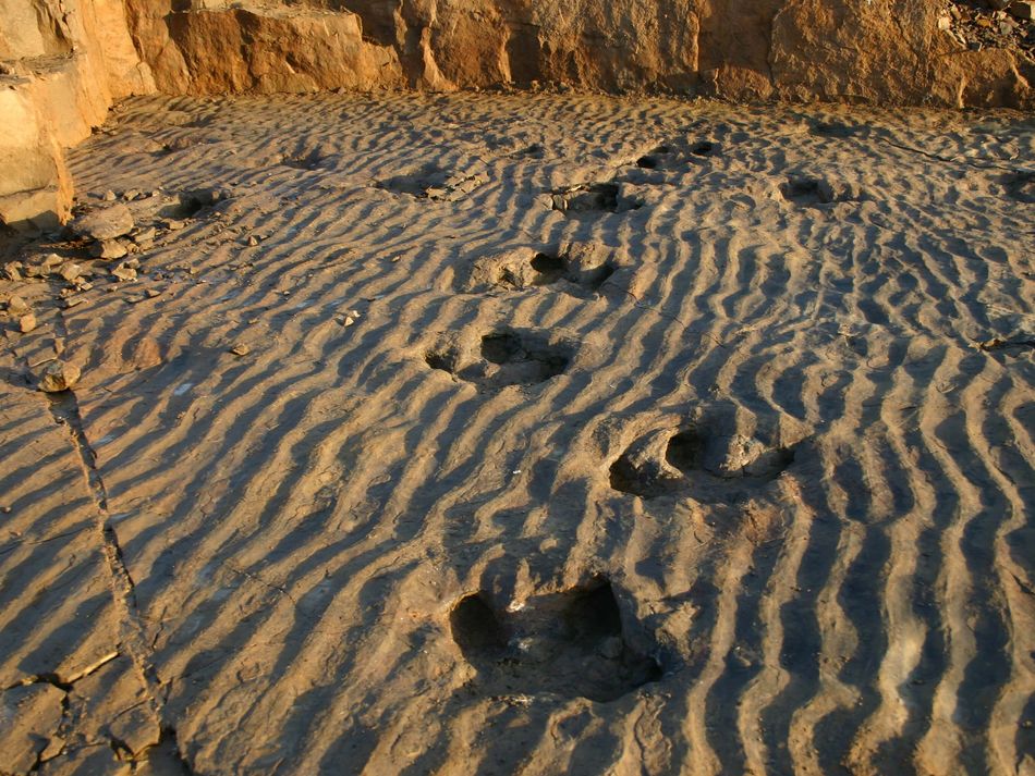 Dino Spuren Münchehagen Tiefe Dinospuren im Dinopark Münchehagen.