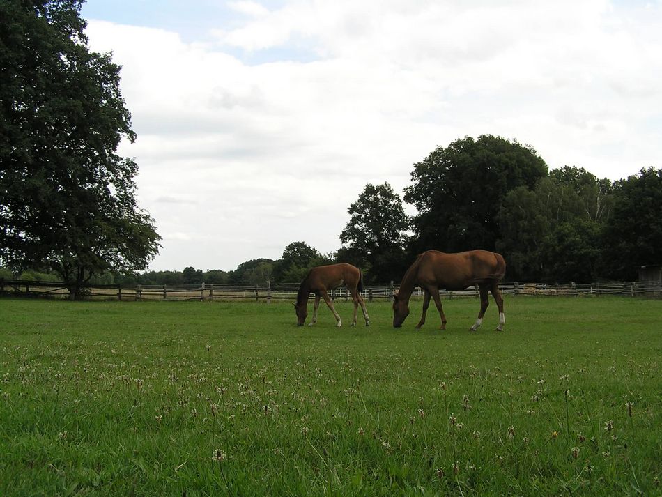 Pferde auf der Weide Zwei braune Pferde stehen auf einer Pferdekoppel und futtern Gras