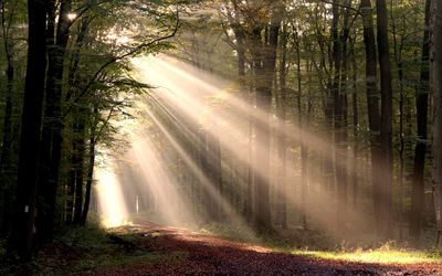 Klosterwald Loccum Die Sonne strahlt durch die dichten Bäume im Klosterwald Loccum.
