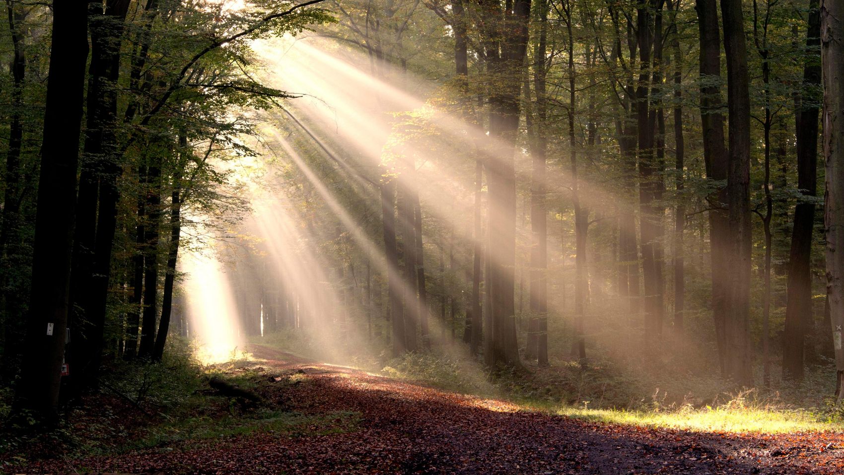 Klosterwald Loccum Die Sonne strahlt durch die dichten Bäume im Klosterwald Loccum.