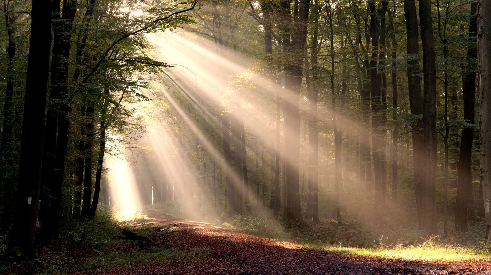 Klosterwald Loccum Die Sonne strahlt durch die dichten Bäume im Klosterwald Loccum.