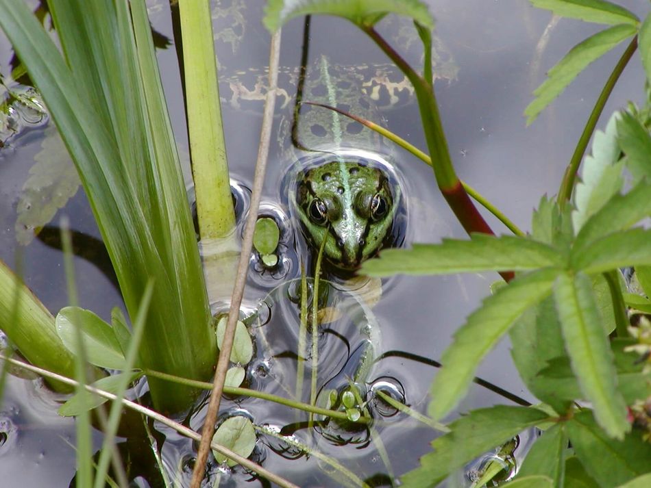 Teichfrosch Ein grüner Teichfrosch schwimmt zwischen verschiedenen Wasserpflanzen im Wasser