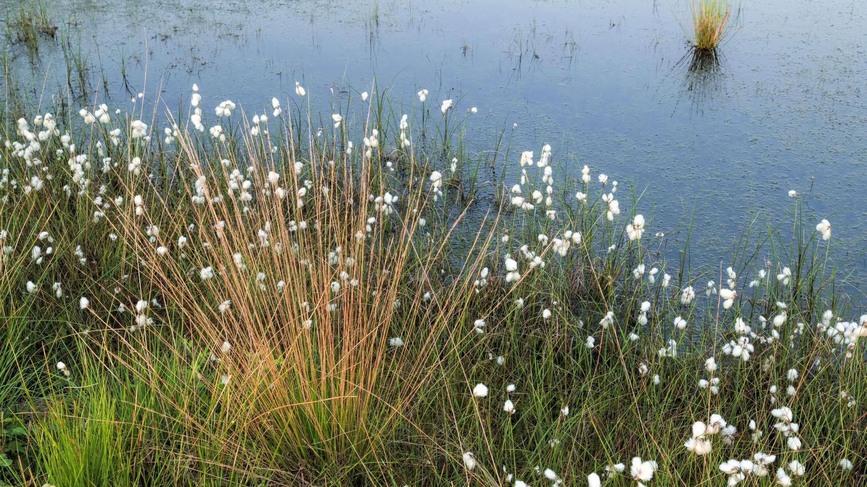 Moorlandschaft mit Wollgras Eine Moorlandschaft mit Wollgras am Steinhuder Meer