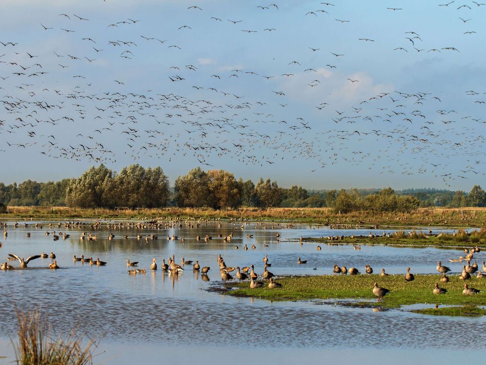 Steinhuder Meer Meerbruchwiesen Eine Wildgänseschar in den Meerbruchwiesen am Steinhuder Meer. Zahlreiche Wildgänse befinden sich in der Luft, unten im Bild schwimmen Gänse im Wasser.