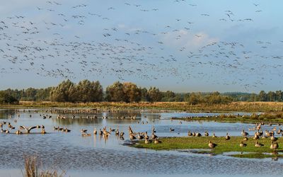 Steinhuder Meer Meerbruchwiesen Eine Wildgänseschar in den Meerbruchwiesen am Steinhuder Meer. Zahlreiche Wildgänse befinden sich in der Luft, unten im Bild schwimmen Gänse im Wasser.