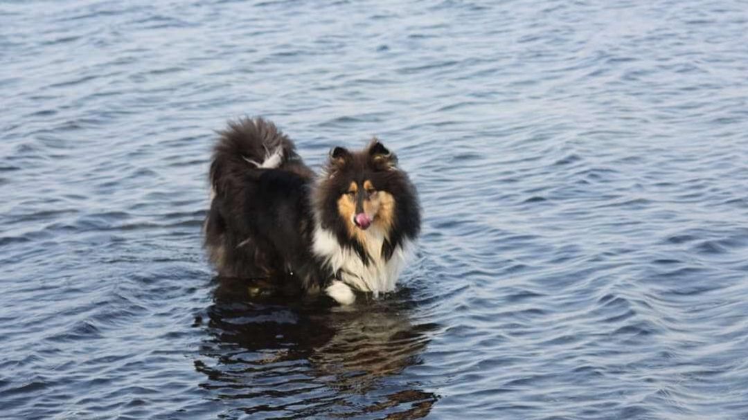 Hund im Steinhuder Meer Ein Hund steht im Steinhuder Meer