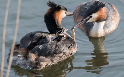 Haubentaucherpaar auf dem Steinhuder Meer Ein Paar Haubentaucher sind auf dem Wasser