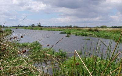 Schwimmende Wiesen Winzlar Die schwimmenden Wiesen in Winzlar mit kleinen See im Hintergrund.
