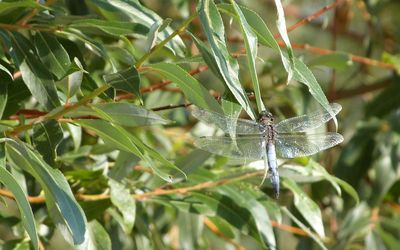 Libelle auf Blatt Ein kleiner Blaufpfeil (Libelle) sitzt auf einem Blatt
