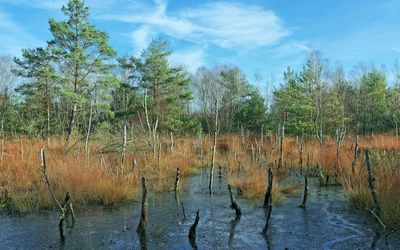 Moorlanschaft Steinhuder Meer Die Moorlandschaft an einem Sommertag im Naturpark Steinhuder Meer
